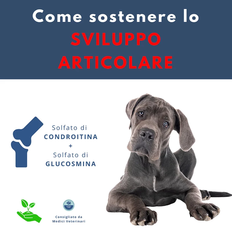 DOLFOS - ARTHROFOS - immagine 2