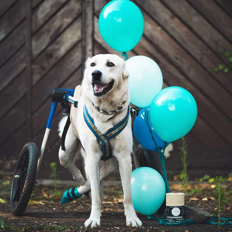 MYCANI - RENNSEMMEL - SUPPERTO SISTEMA MUSCOLO SCHELETRICO - MISCELA DI ERBE E FUNGHI MEDICALI - immagine 2