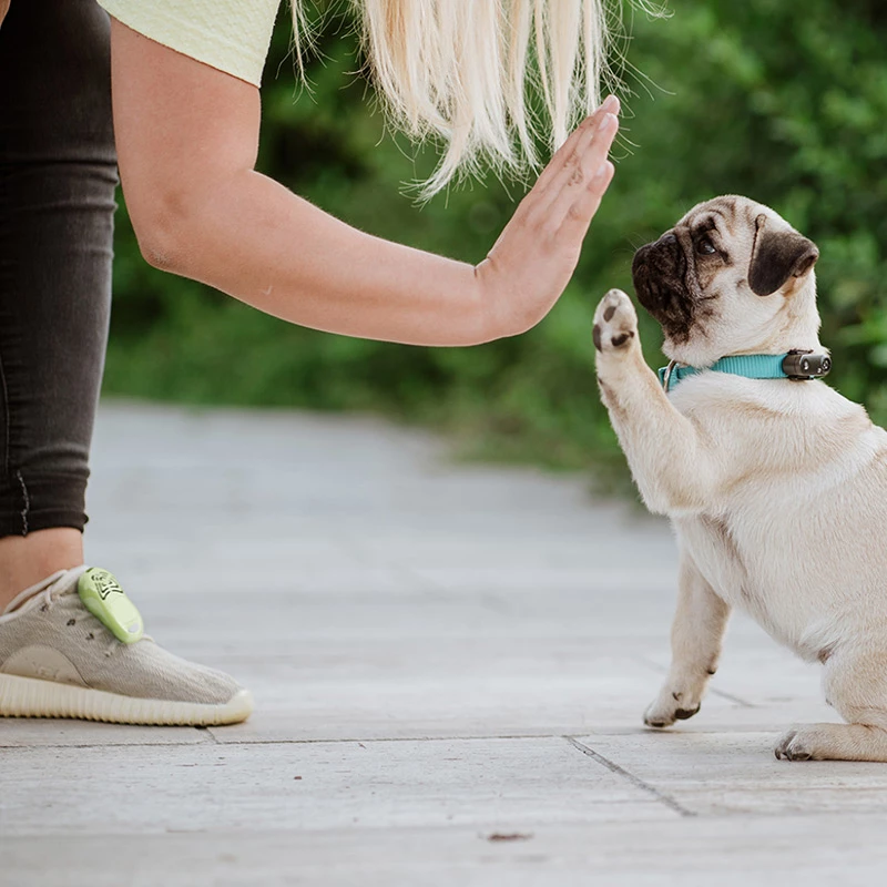 TICKLESS - MINI DOG - MEDAGLIETTA RICARICABILE CON ULTRASUONI - GREEK BLUE - immagine 2