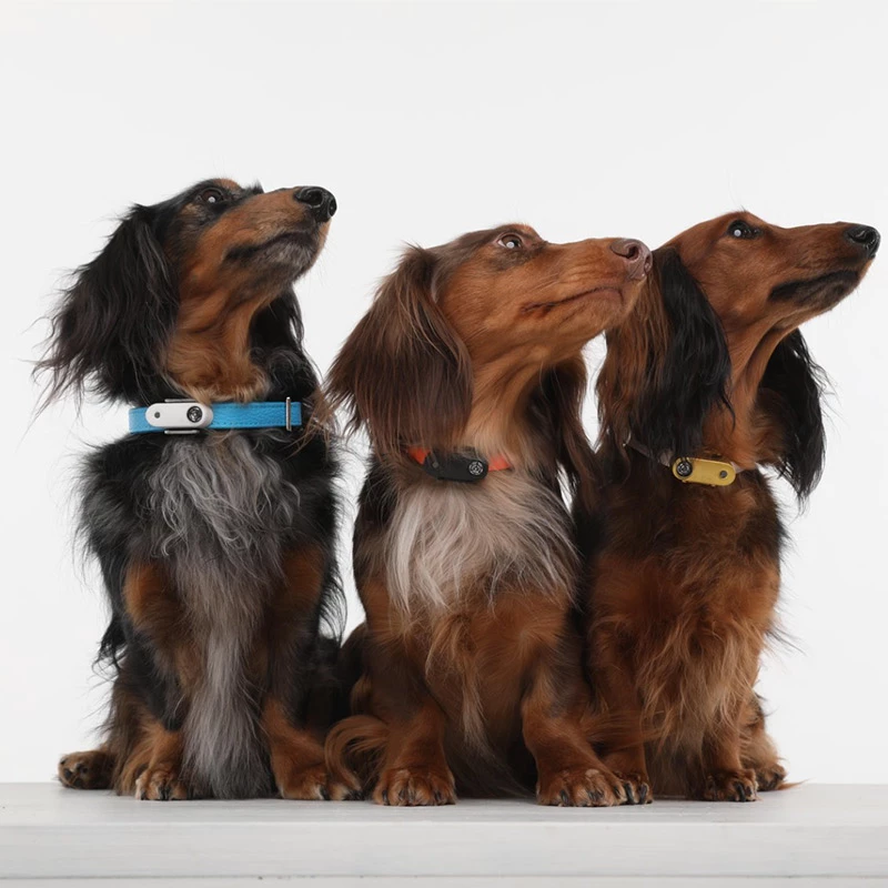 TICKLESS - MINI DOG - MEDAGLIETTA RICARICABILE CON ULTRASUONI - GREEK BLUE - immagine 3